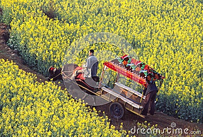 Oxcart in the seed field Editorial Stock Photo